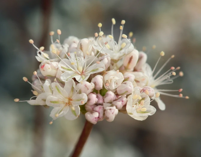 Eriogonum kennedyi image