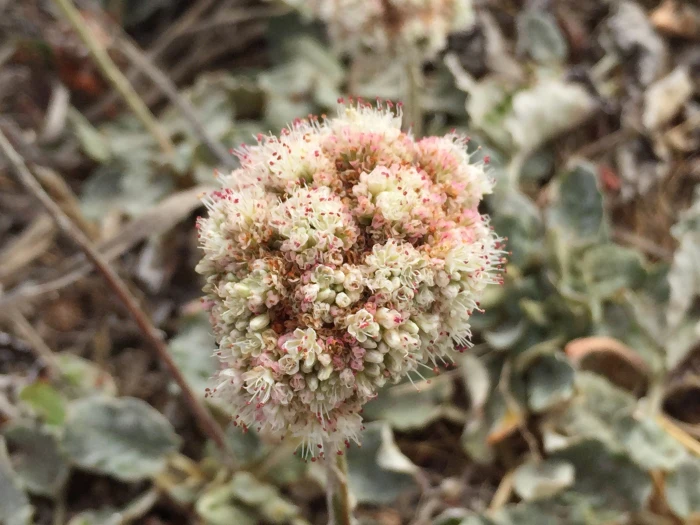 Eriogonum latifolium image