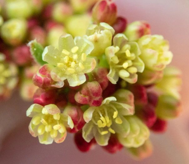 Eriogonum marifolium image