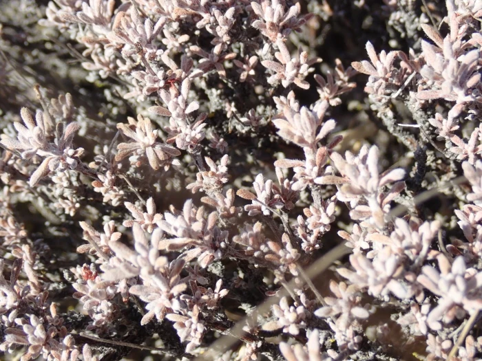 Eriogonum niveum image