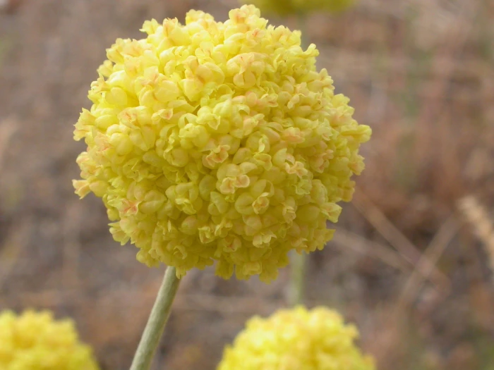 Eriogonum ovalifolium image