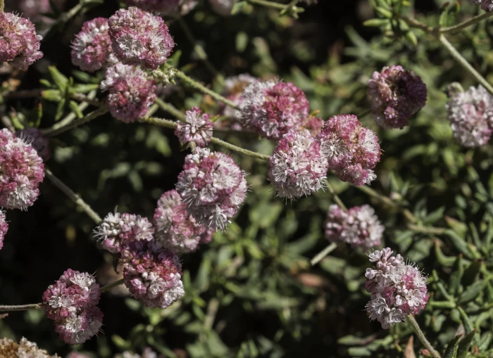 Eriogonum parvifolium image