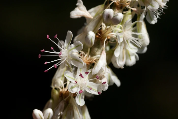 Eriogonum racemosum image