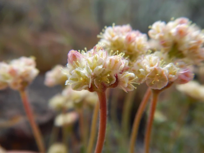 Eriogonum thymoides image