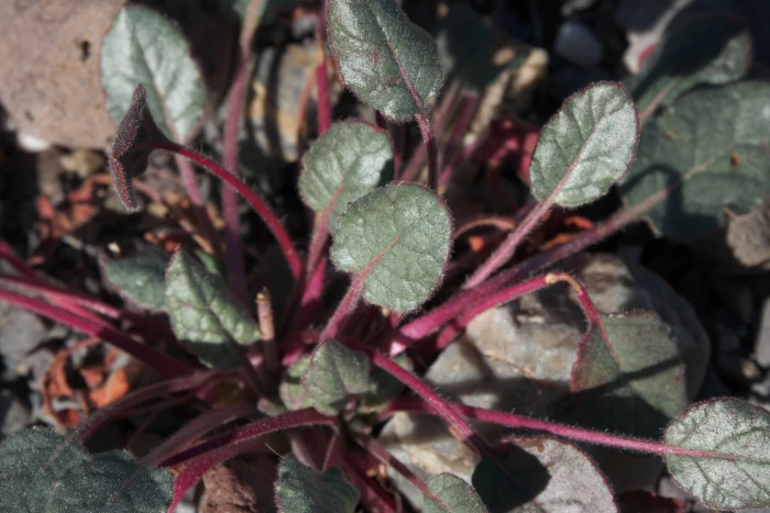 Eriogonum trichopes image