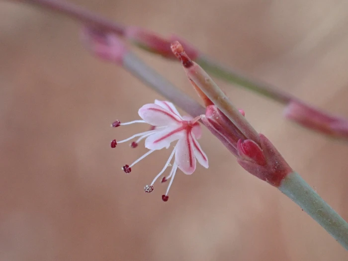 Eriogonum vimineum image