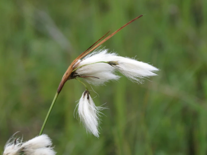 Eriophorum viridicarinatum image
