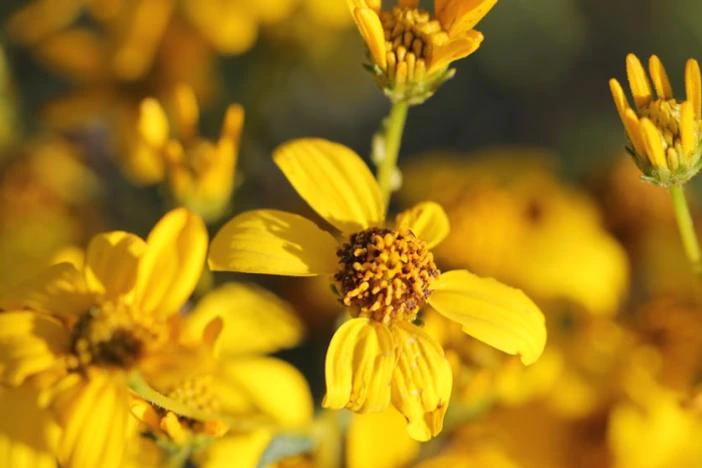 Eriophyllum confertiflorum image