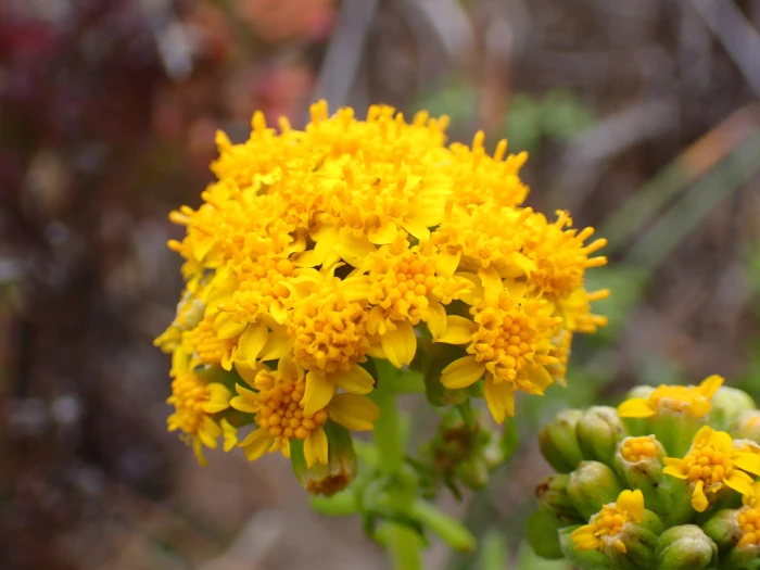 Eriophyllum staechadifolium image