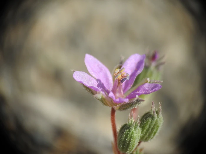 Erodium laciniatum image