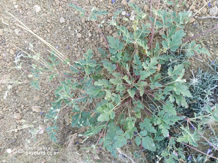 Erodium oxyrrhynchum image