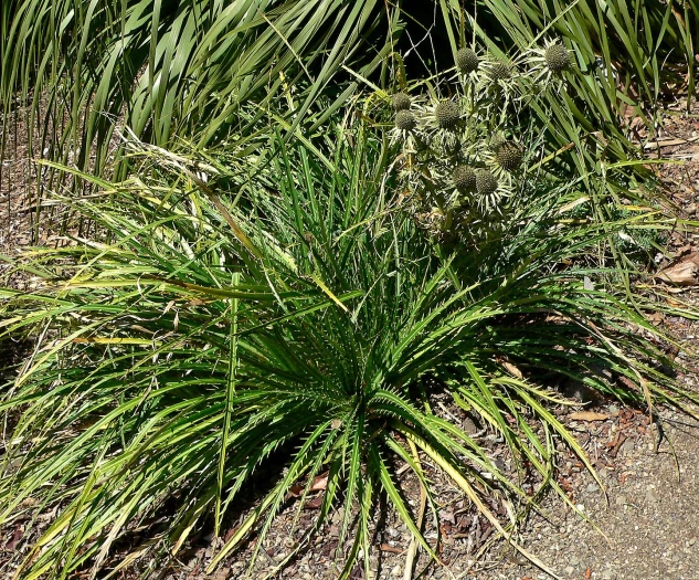 Eryngium alternatum image