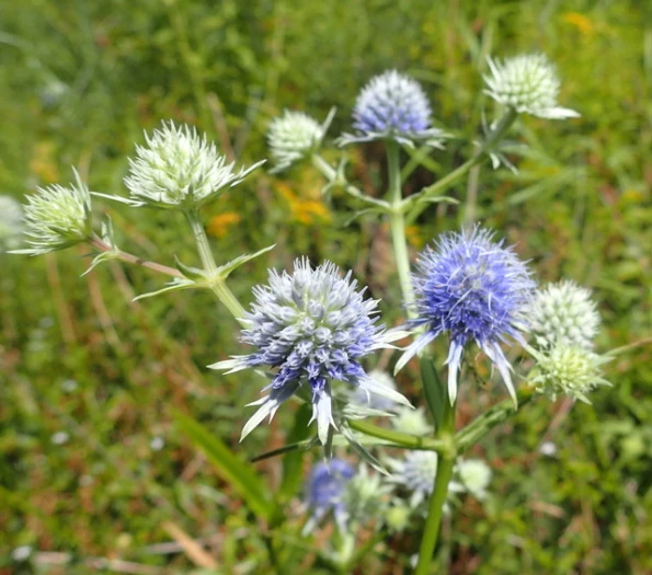Eryngium aquaticum image
