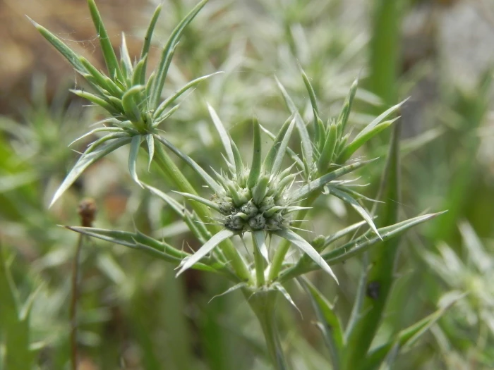 Eryngium aristulatum image