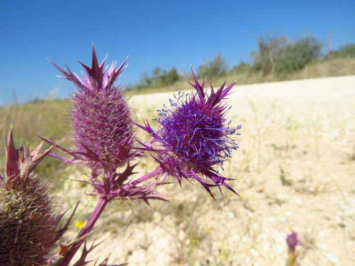 Eryngium leavenworthii image