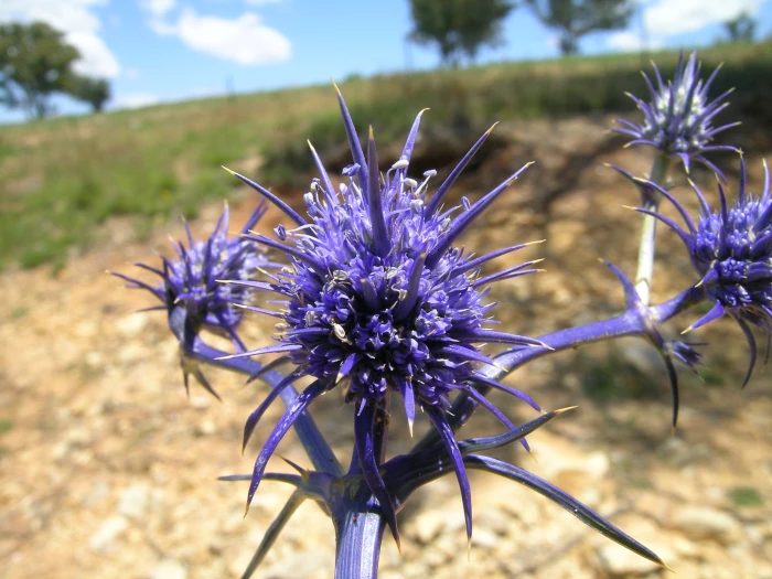 Eryngium ovinum image