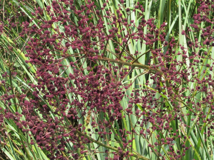 Eryngium pandanifolium image