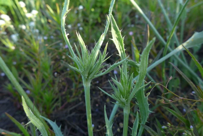 Eryngium petiolatum image