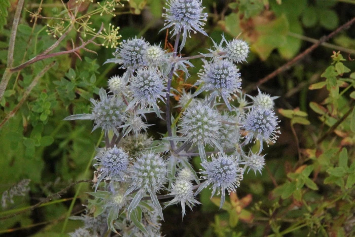 Eryngium planum image