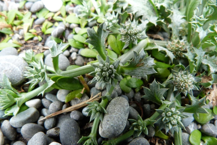Eryngium vesiculosum image