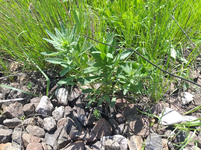 Erysimum hieraciifolium image