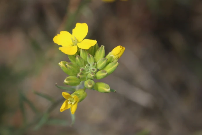 Erysimum suffrutescens image