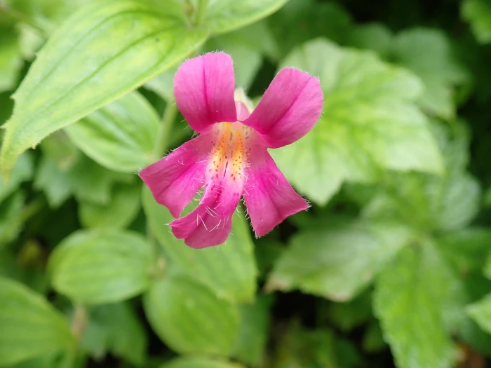 Erythranthe lewisii image