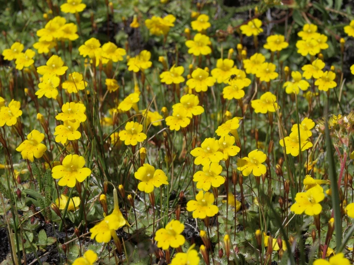 Erythranthe primuloides image