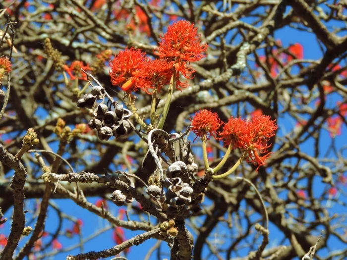 Erythrina abyssinica image