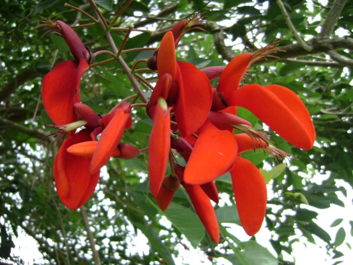 Erythrina fusca image