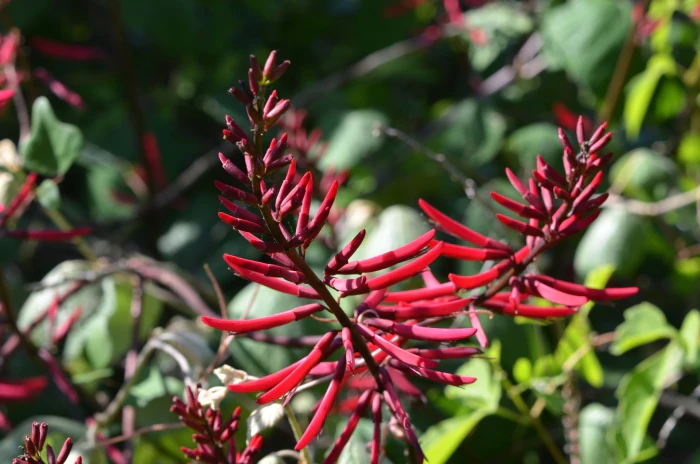 Erythrina herbacea image