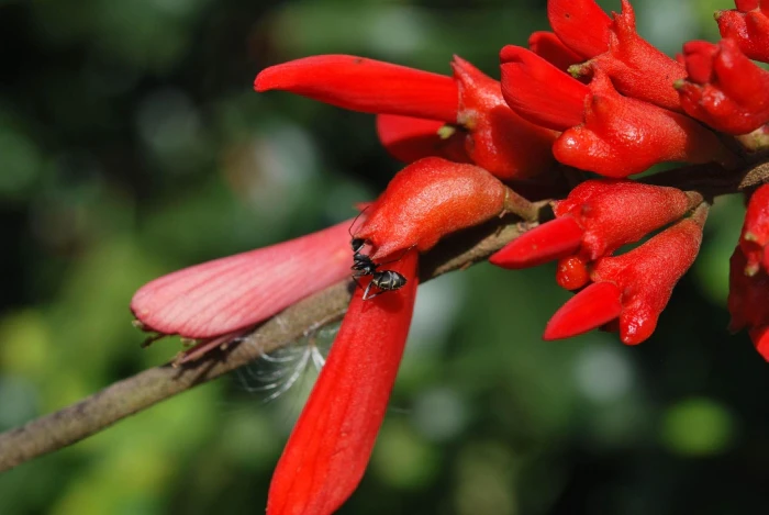 Erythrina humeana image