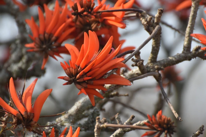 Erythrina lysistemon image