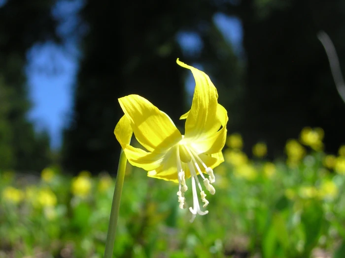 Erythronium grandiflorum image