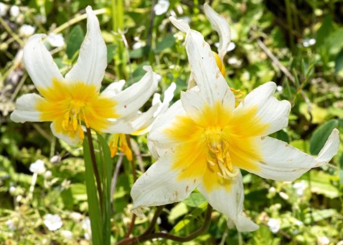 Erythronium helenae image