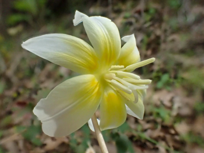 Erythronium multiscapideum image