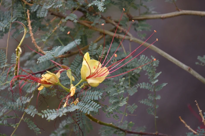 Erythrostemon gilliesii image