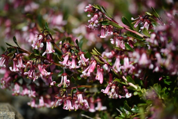 Escallonia alpina image