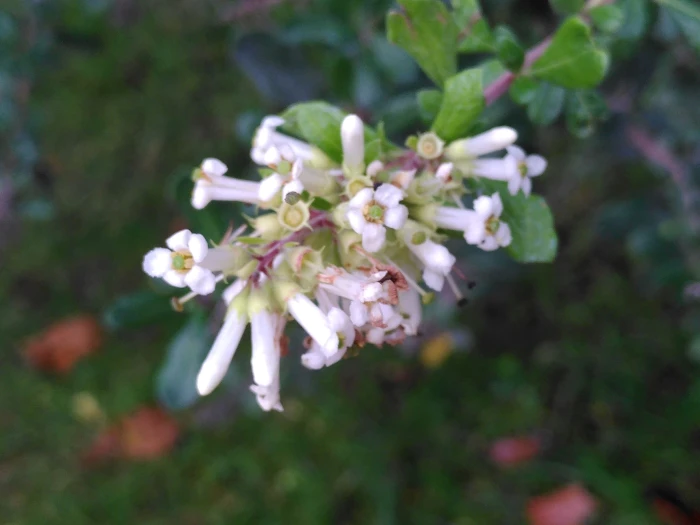 Escallonia illinita image
