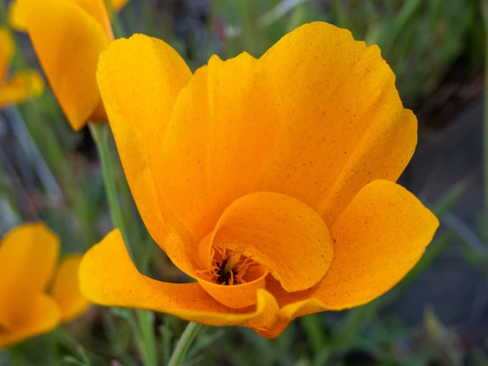 Eschscholzia caespitosa image