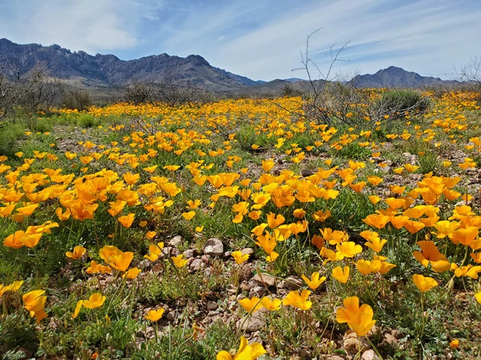 Eschscholzia californica image