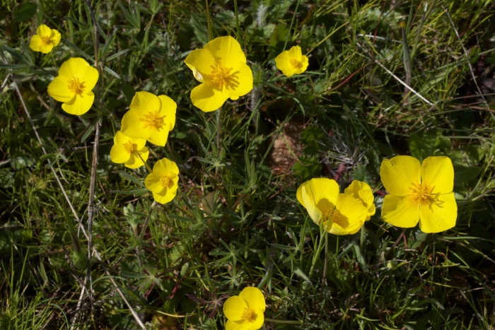 Eschscholzia lobbii image
