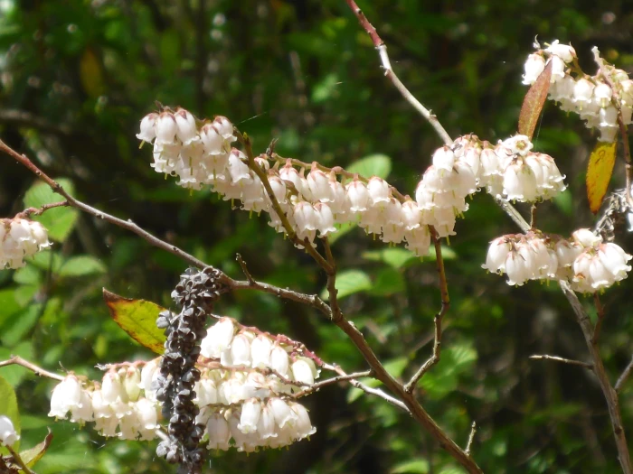 Eubotrys racemosa image