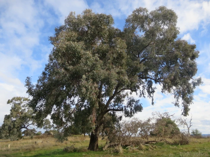 Eucalyptus albens image