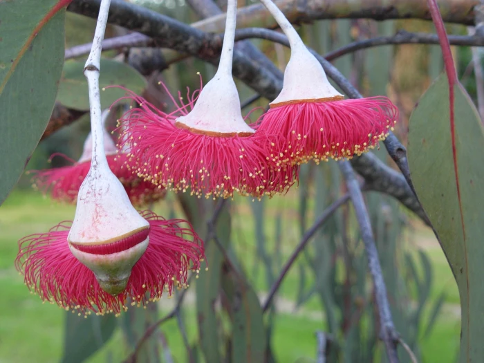 Eucalyptus caesia image