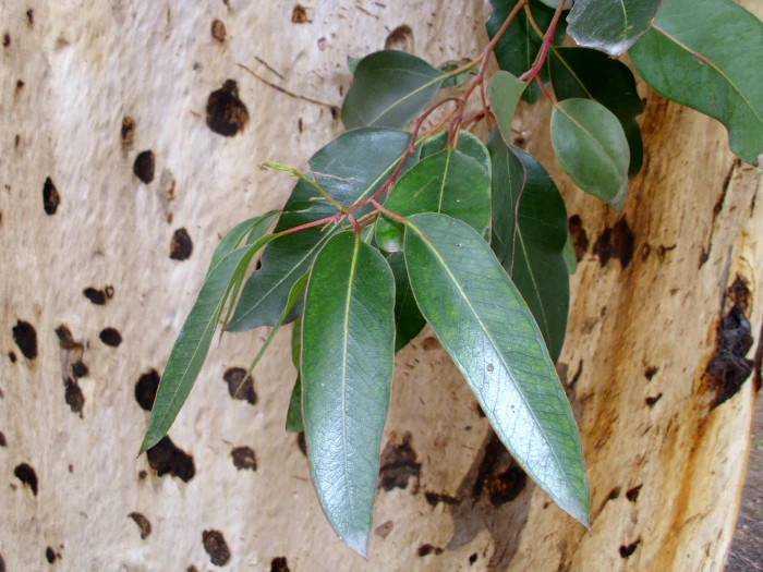 Eucalyptus cladocalyx image