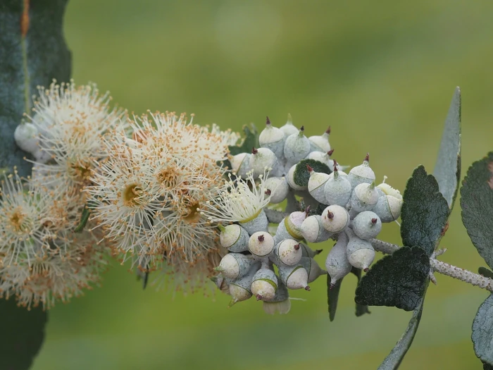 Eucalyptus crenulata image