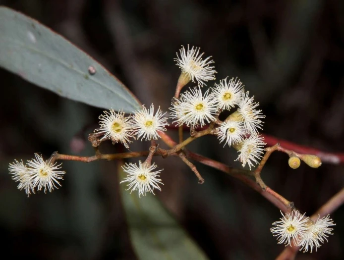 Eucalyptus largiflorens image