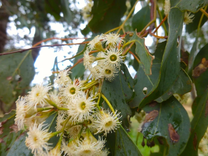 Eucalyptus polyanthemos image