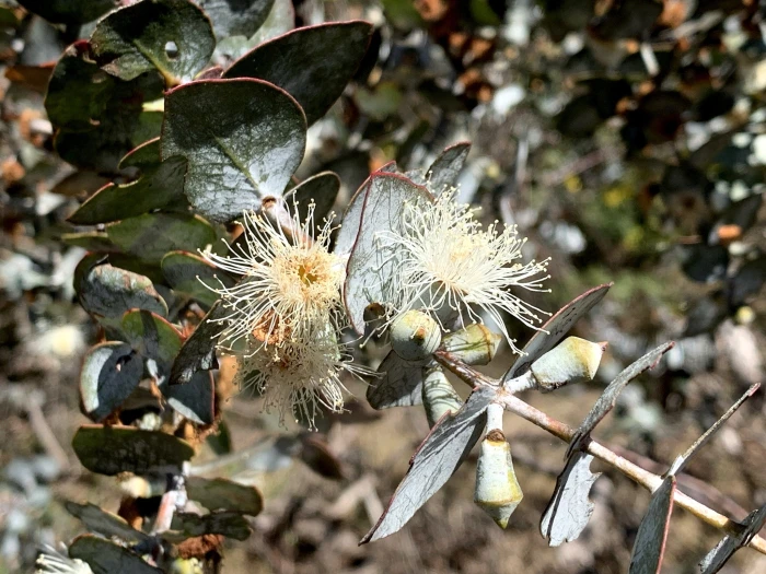 Eucalyptus pulverulenta image